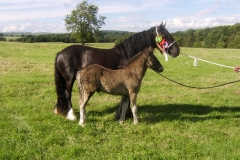 Westwick_Patience_&_Foal